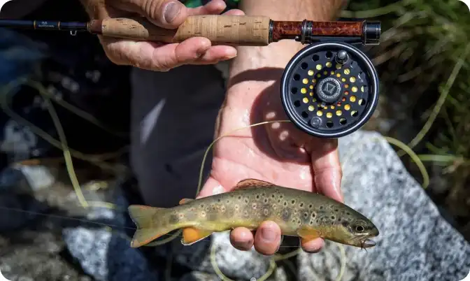 Angler holding a small wild trout beside a fly rod and reel