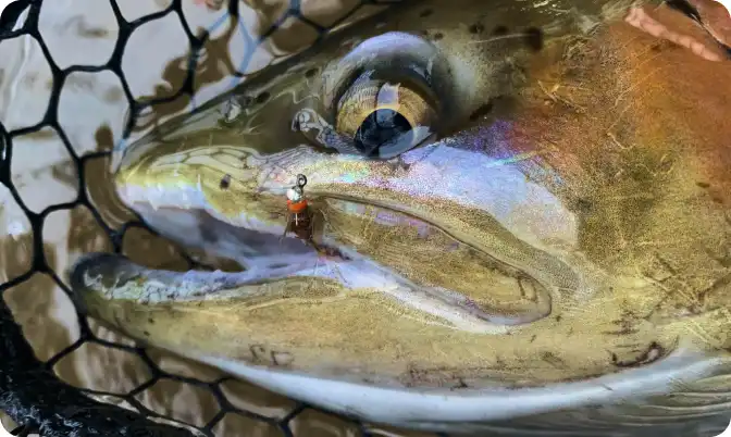 Close-up of a wild trout in a landing net with a euro nymph in its mouth